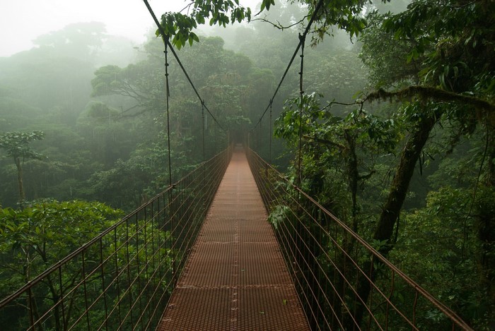 Suspension bridge over a misty rainforest