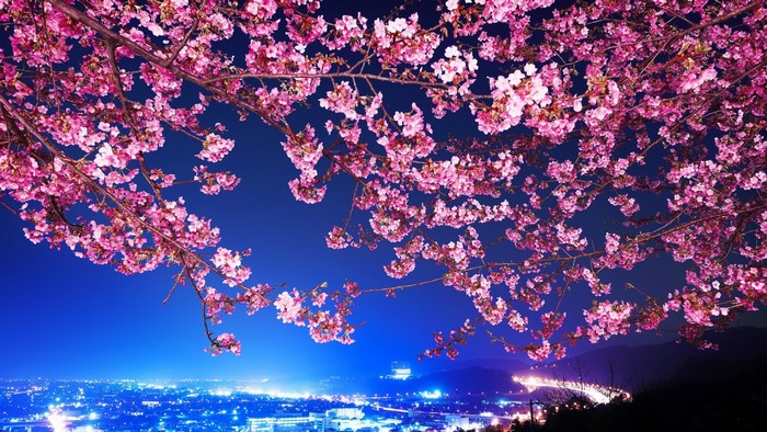 Cherry blossoms over a city at night