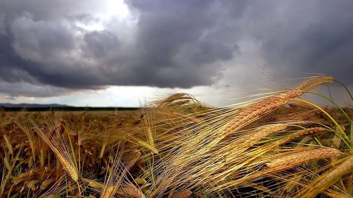 Wheat field under stormy clouds