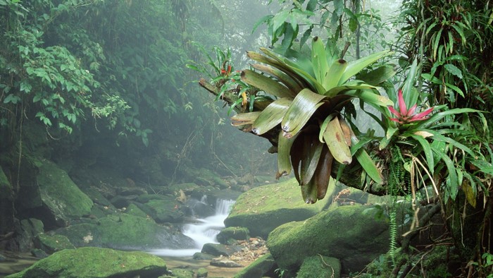 Rainforest stream with bromeliads on a branch