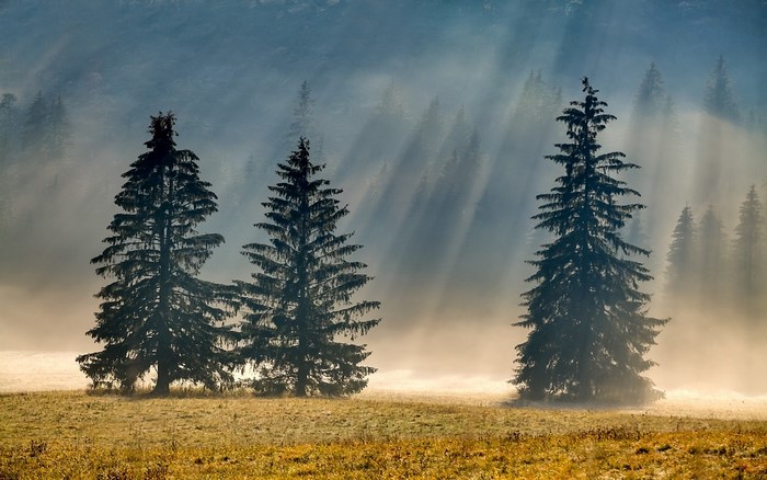 Pine trees in misty morning sunlight with sun rays