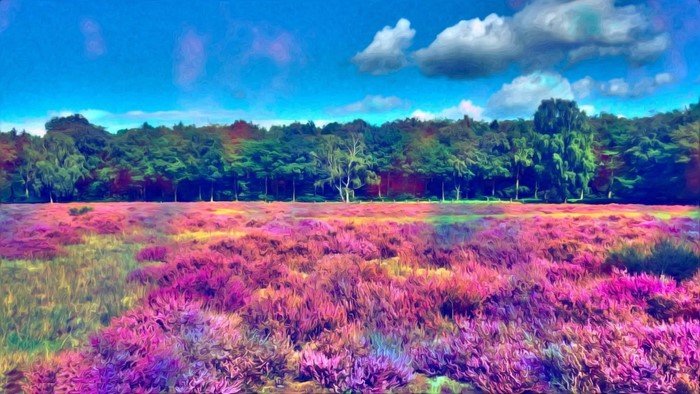 Heather field and forest under blue sky