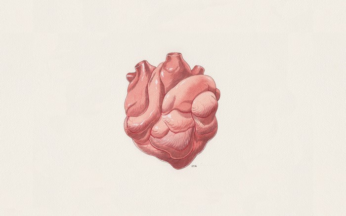 Illustration of a human heart