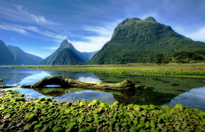 Majestic Milford Sound Fjord with Mossy Shoreline