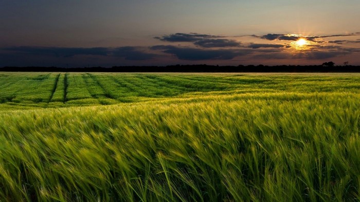 Sunset over a green wheat field