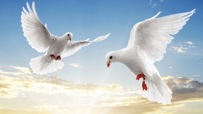 Two white doves flying in the sky