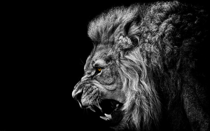 Close-up of a roaring lion's head