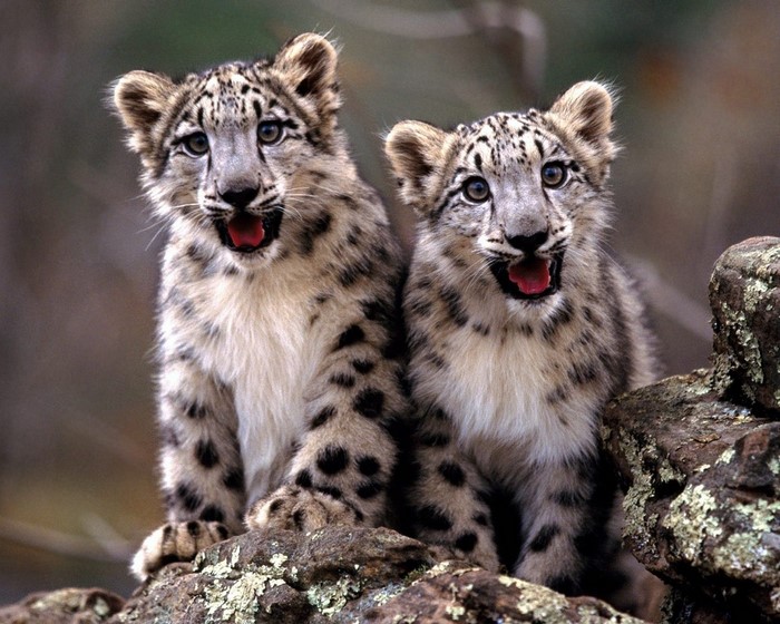 Two baby snow leopards sitting on rocks