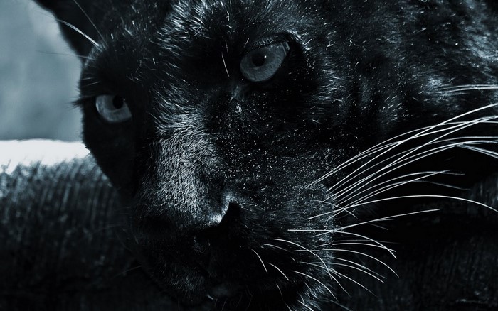 Close-up of a black jaguar's face