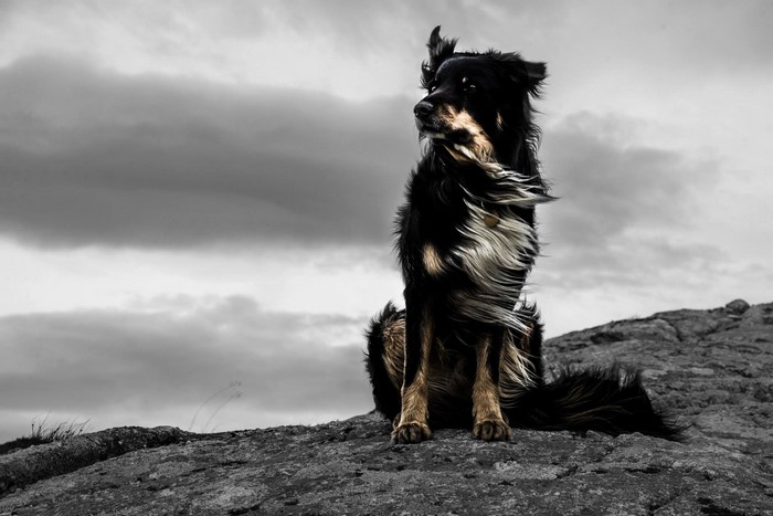 Black and tan dog sitting on rocks with windblown fur