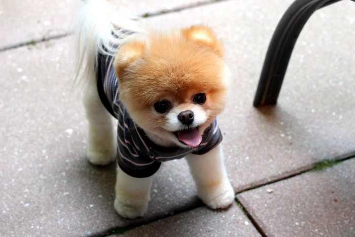 Boo the Pomeranian dog wearing a striped shirt