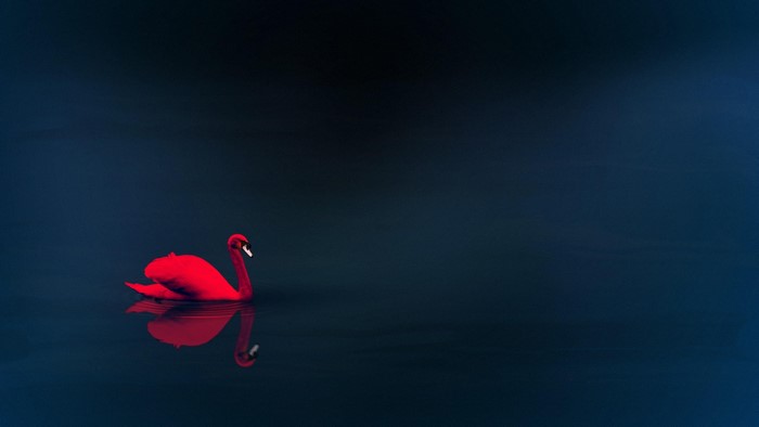 Red swan on dark water
