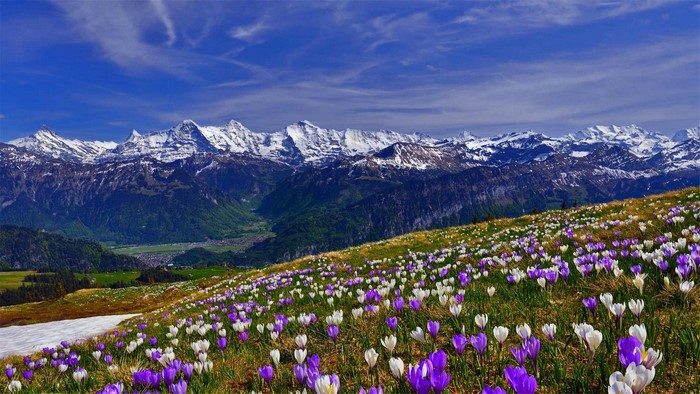 Snowy Alps with Blooming Crocus Flowers