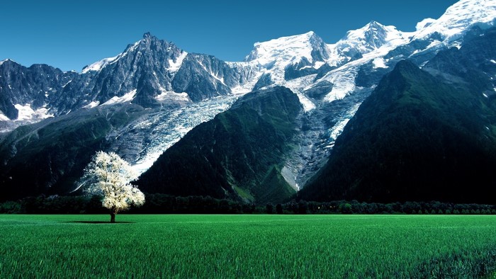Snowy Alps mountains with a lone tree in a green field
