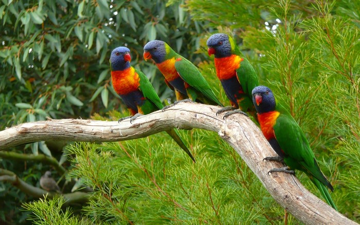 Four colorful lorikeets perched on a tree branch