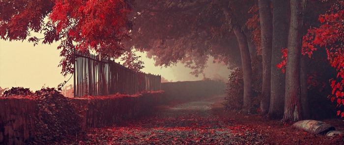 Autumn path with red leaves and trees