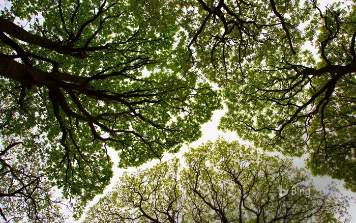 Looking up through green tree canopy