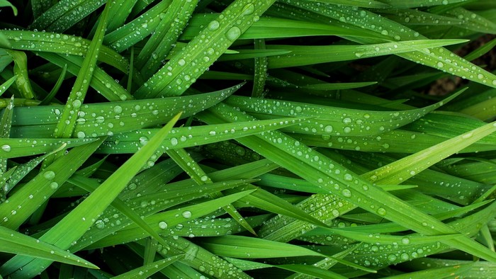 Close-up of green grass with water droplets