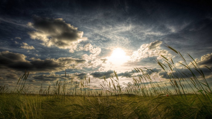 Wheat field under a cloudy sky with sun