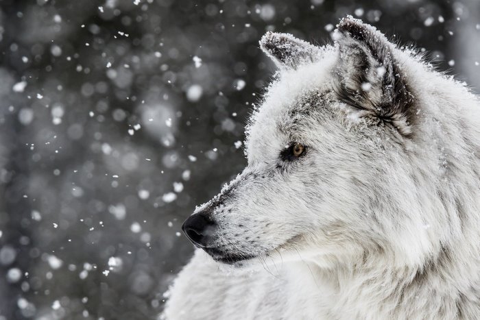 Close-up of a white wolf in falling snow
