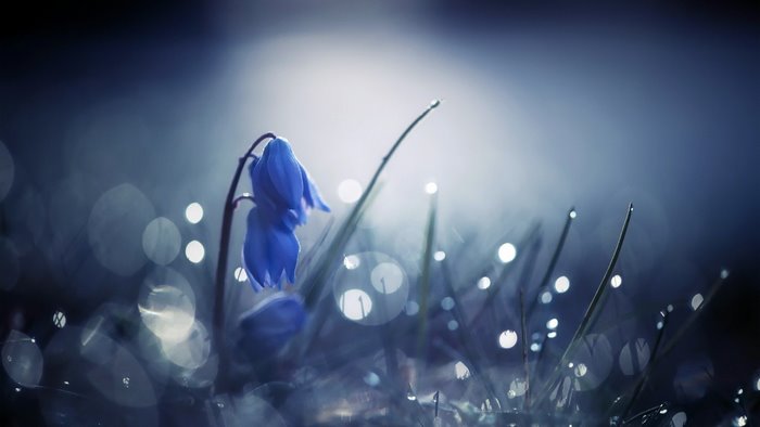 Blue flower with dew drops and bokeh