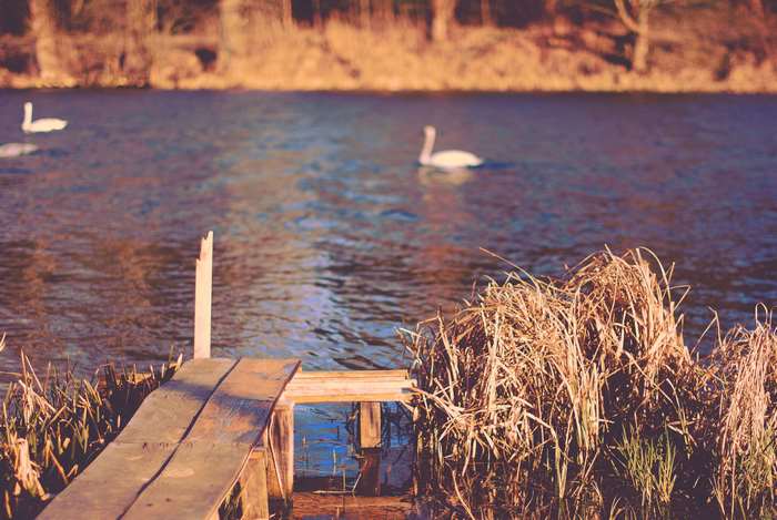 Wooden ramp and reeds by a lake with swans