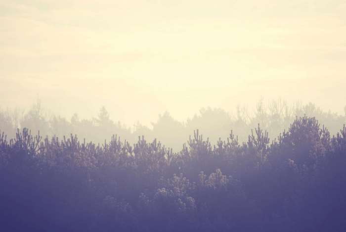 Misty forest landscape with trees in winter