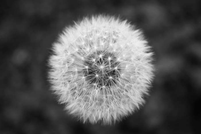 Black and white close up of a dandelion seed head