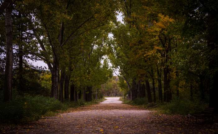 Autumn path through a forest with fallen leaves