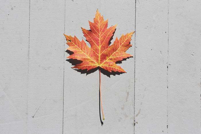 Maple leaf on a wooden surface