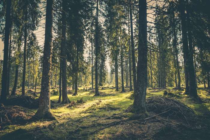 Sunlight filtering through a dense evergreen forest