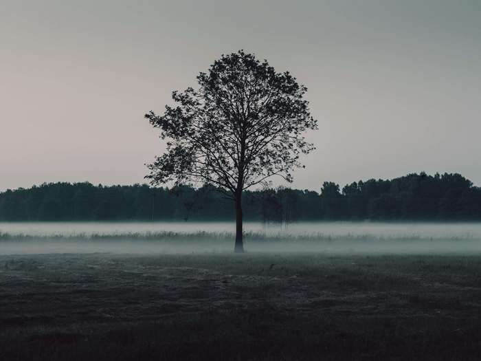 Lone tree in a foggy meadow with forest background