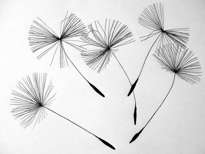 Dandelion seeds drawing 4K