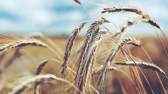 Close-up of wheat stalks in a field