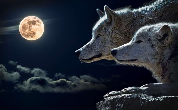 Two wolves on a cliff under a full moon