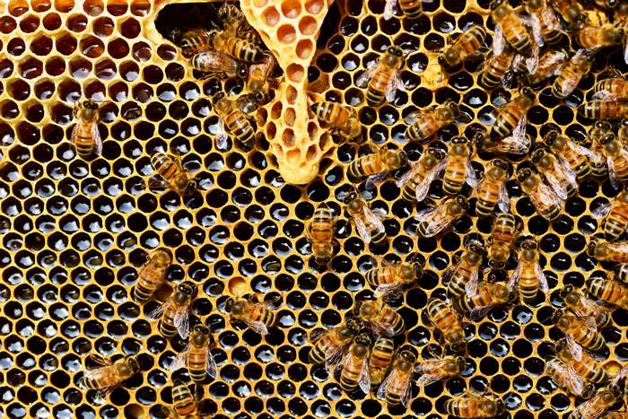 Honeybees on a honeycomb 4K