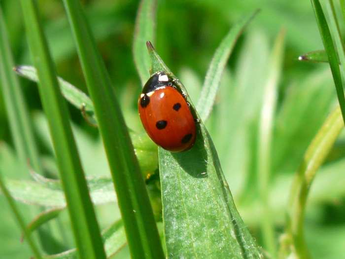 Ladybug on a green leaf
