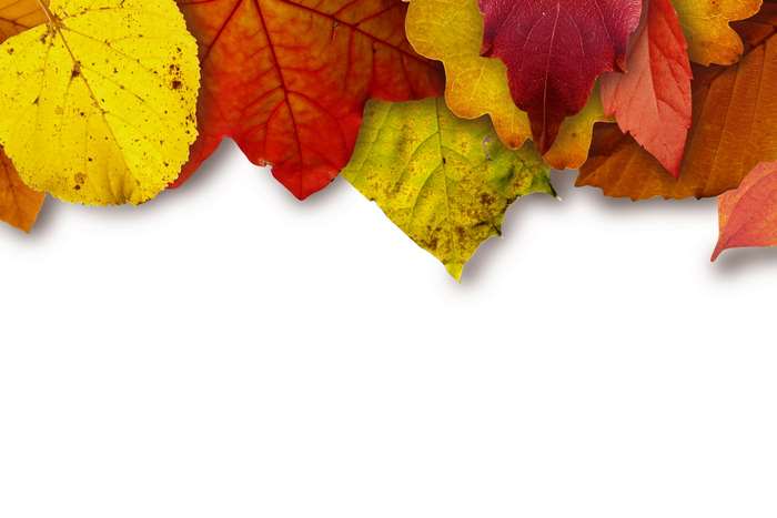 Colorful autumn leaves