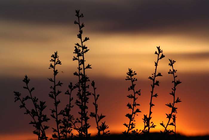 Silhouette of plants against a colorful sunset sky