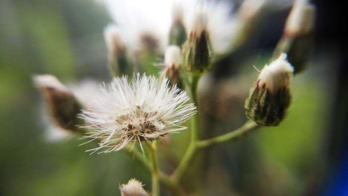 Close-up of a white dandelion-like flower with buds