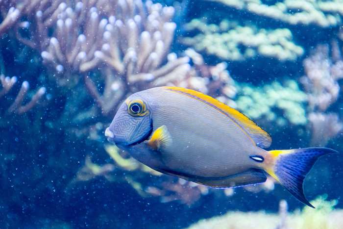 A colorful surgeonfish swims near coral reefs