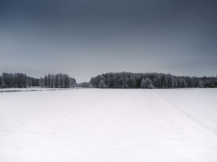 Snowy landscape with forest and field