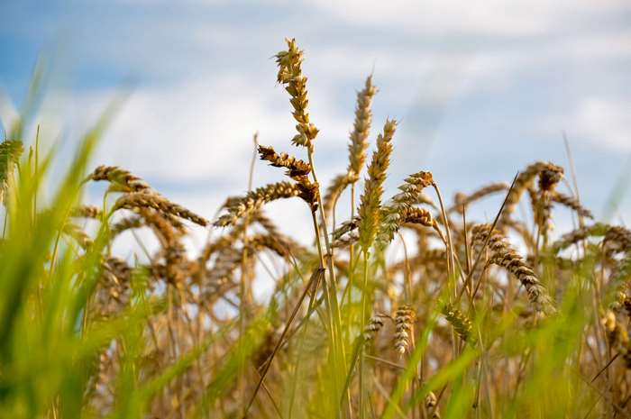 Wheat field under a cloudy sky