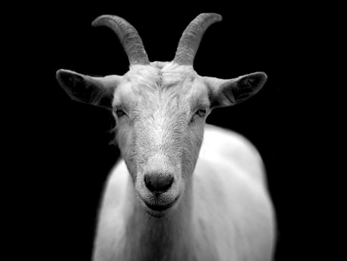 Close up of a white goat with horns