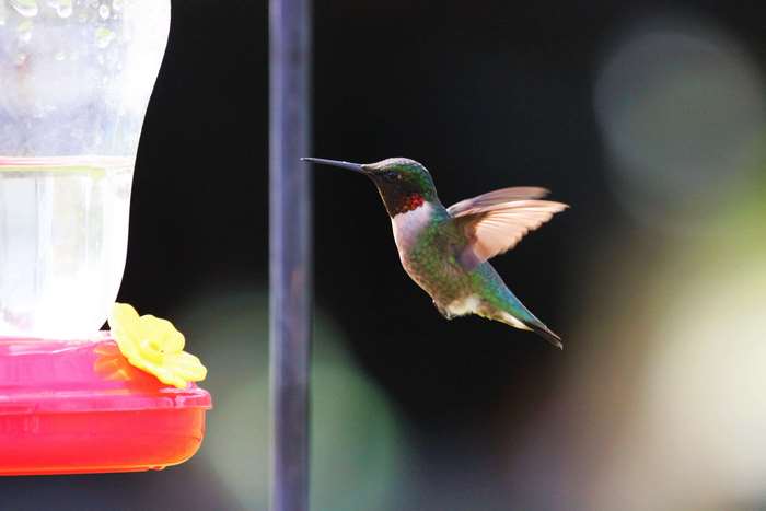 Hummingbird at a feeder 4K