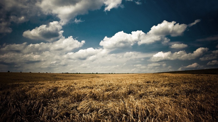 Golden wheat field under a cloudy blue sky