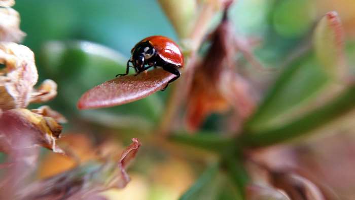 Macro photo of a ladybug on a leaf
