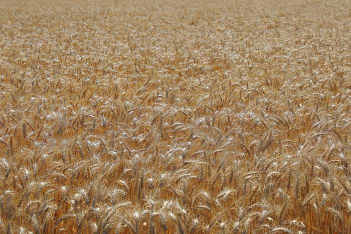 wheat field