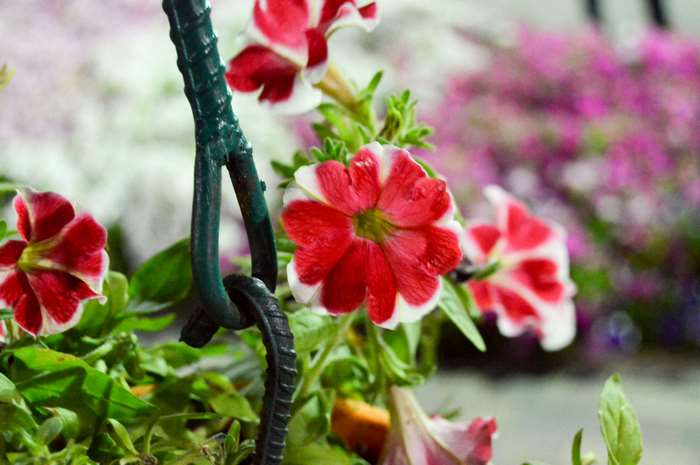 Red and white petunias in a hanging basket