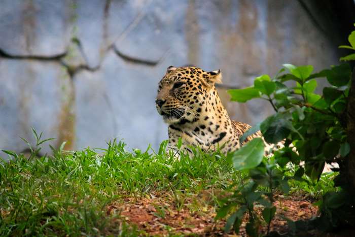 Leopard in a zoo enclosure with grass and rocks